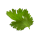 Koriander