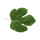 Feigenblatt