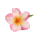 Frangipani