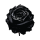 schwarze Rose