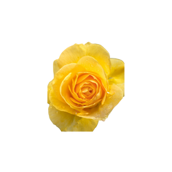 Damaszener Rose Absolue