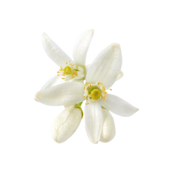 Orangenblüte Absolue