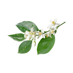 Orangenblütenwasser