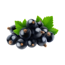 Schwarze Johannisbeere Nektar