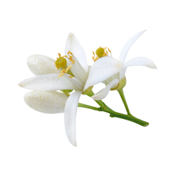 marokkanisches Neroli