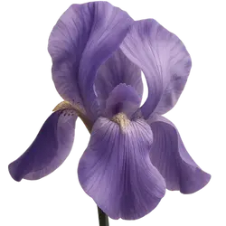 Florentinische Schwertlilie Absolue