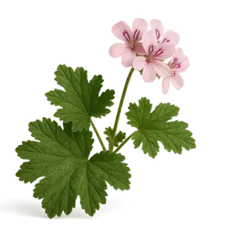 Madagassische Rosengeranie