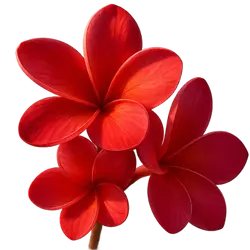 Roter Frangipani