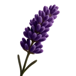 Lavendel