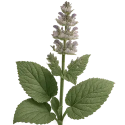 Französischer Muskatellersalbei