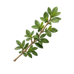 Thymian