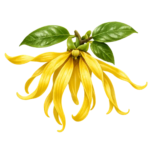 Ylang-Ylang