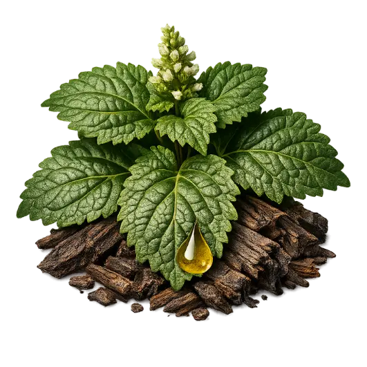 Indonesisches Patchouli