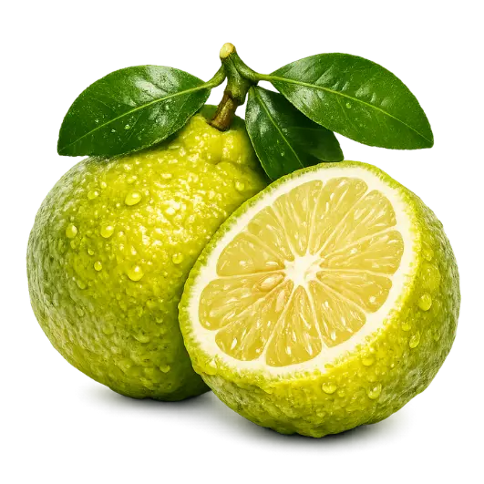 Italienische Bergamotte