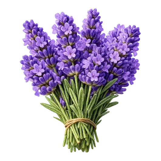 Provenzalischer Lavendel