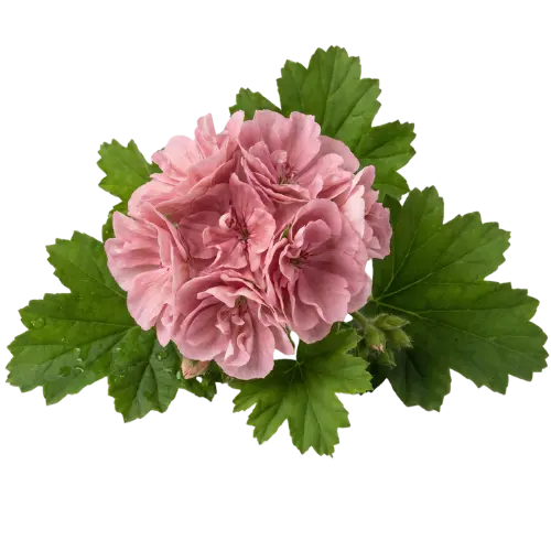 ägyptische Rosengeranie Absolue