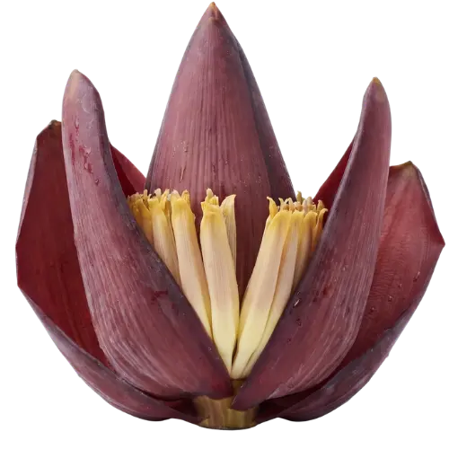 Bananenblüte