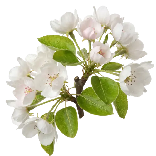 Birnenblüte