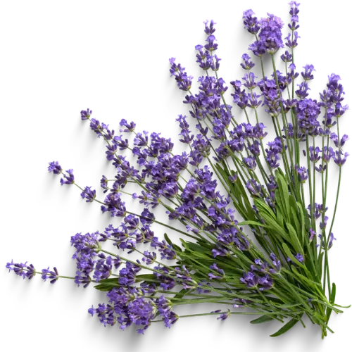 Diva-Lavendel