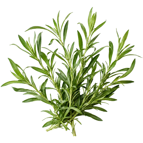 Estragon