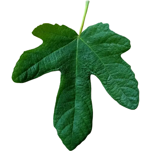 Feigenblatt