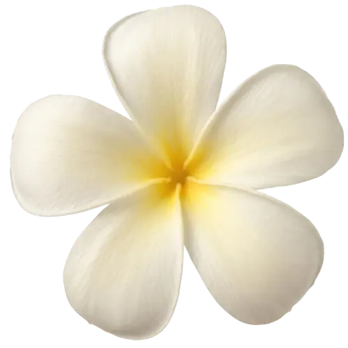 Frangipani