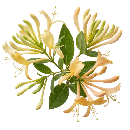 Geißblatt