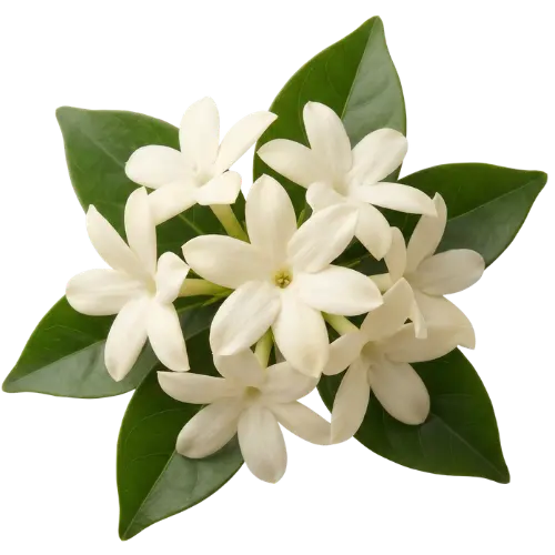 nachtblühender Jasmin