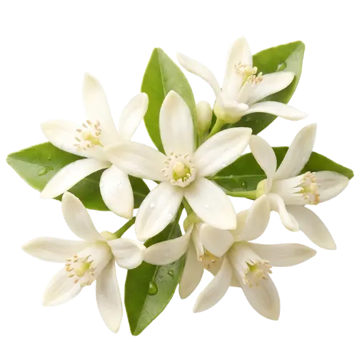 Orangenblüte Absolue