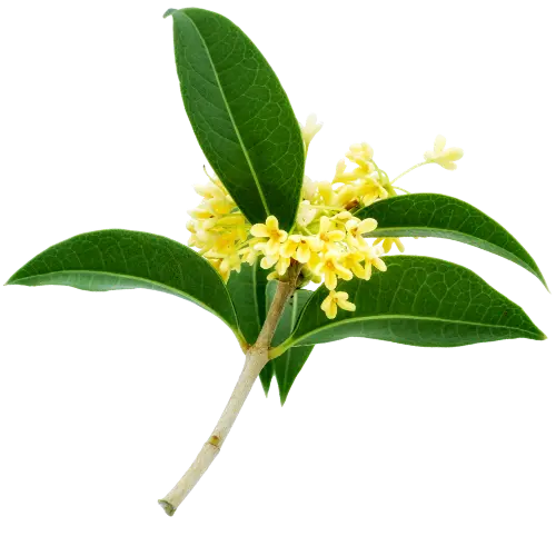 Osmanthus