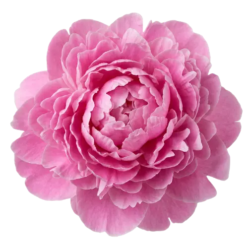 Pfingstrose