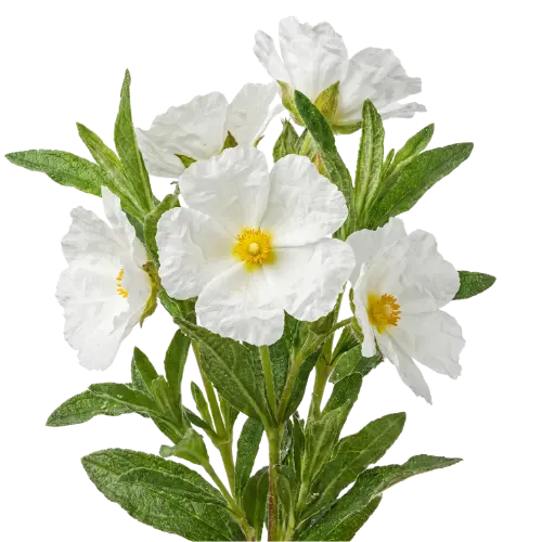Zistrose