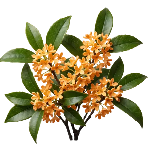 chinesischer Osmanthus Absolue