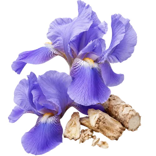 italienische Iris Concrete