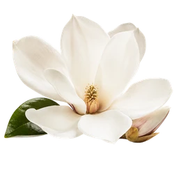 Magnolie