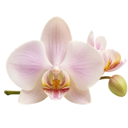 Orchidee