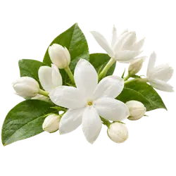 Chinesischer Jasmin